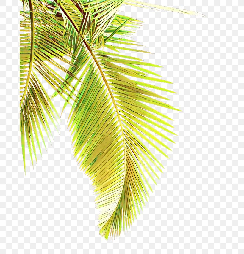 Palm Tree, PNG, 687x856px, Cartoon, Arecales, Branch, Elaeis, Leaf Download Free