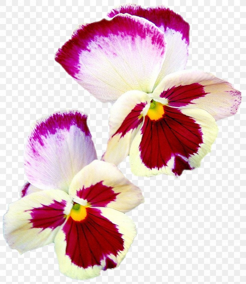 Pansy Moth Orchids Magenta Annual Plant Petal, PNG, 826x954px, Pansy, Annual Plant, Flower, Flowering Plant, Magenta Download Free