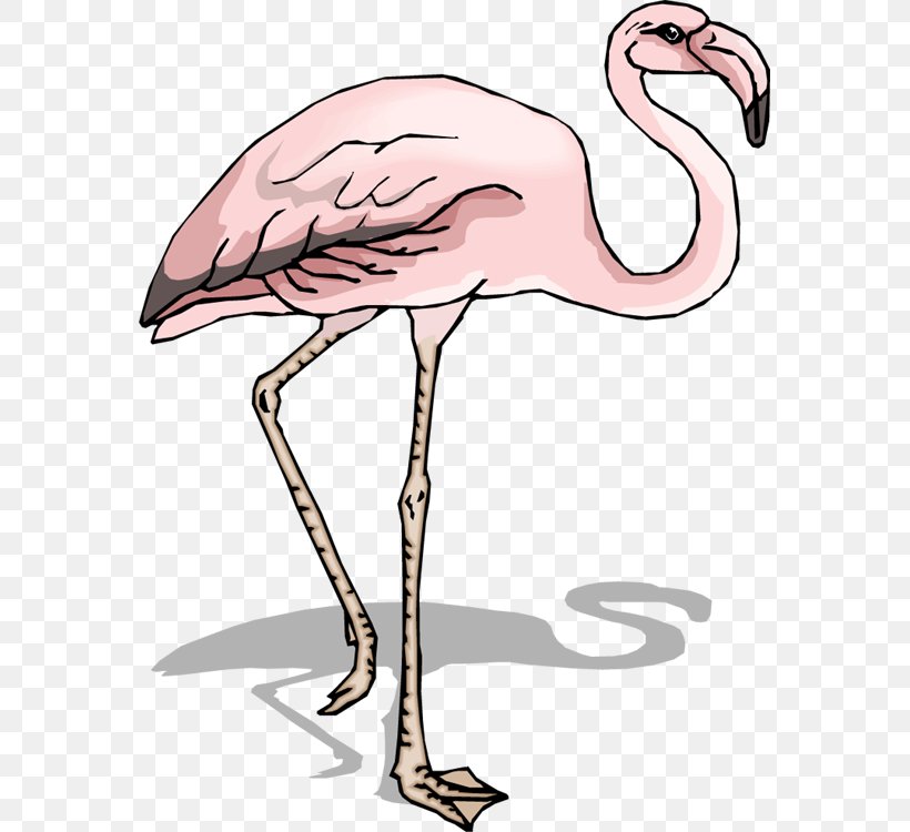 Bird Flamingo Pelican Clip Art, PNG, 569x750px, Bird, Beak, Crane Like Bird, Drawing, Fauna Download Free
