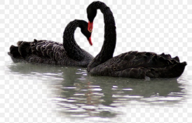Black Swan, PNG, 1200x768px, Black Swan, Beak, Ducks Geese And Swans, Swan, Water Bird Download Free