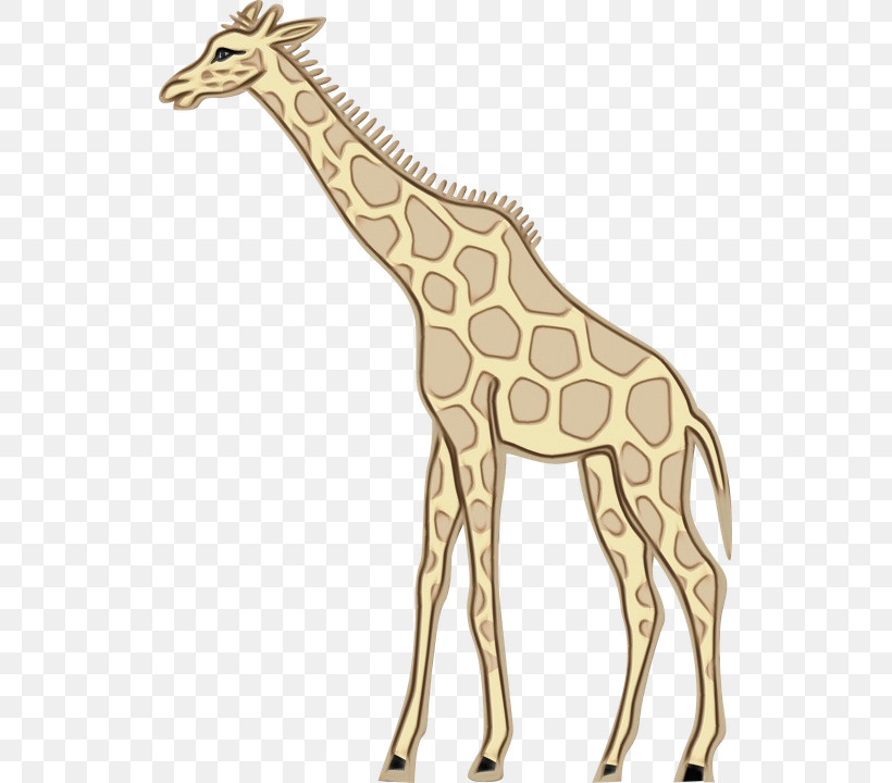 Giraffe Giraffe / M 佳乐达有限公司 Animal Figurine Machine Tool, PNG, 527x720px, Watercolor, Animal Figurine, Giraffe, Giraffe M, Giraffids Download Free