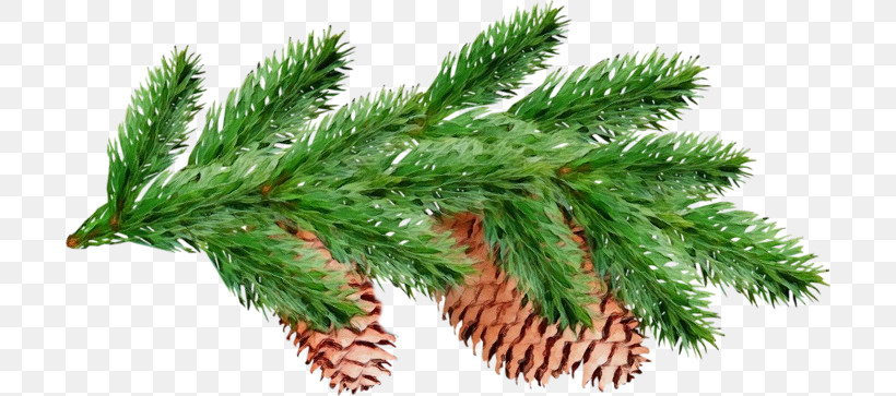 Shortleaf Black Spruce Columbian Spruce White Pine Yellow Fir Red Pine, PNG, 700x363px, Watercolor, Canadian Fir, Columbian Spruce, Jack Pine, Lodgepole Pine Download Free