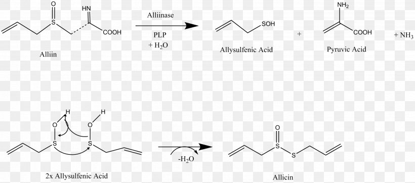 Allicin Garlic Alliinase Allioideae, PNG, 2798x1237px, Allicin, Acid, Ajoene, Alliin, Alliinase Download Free