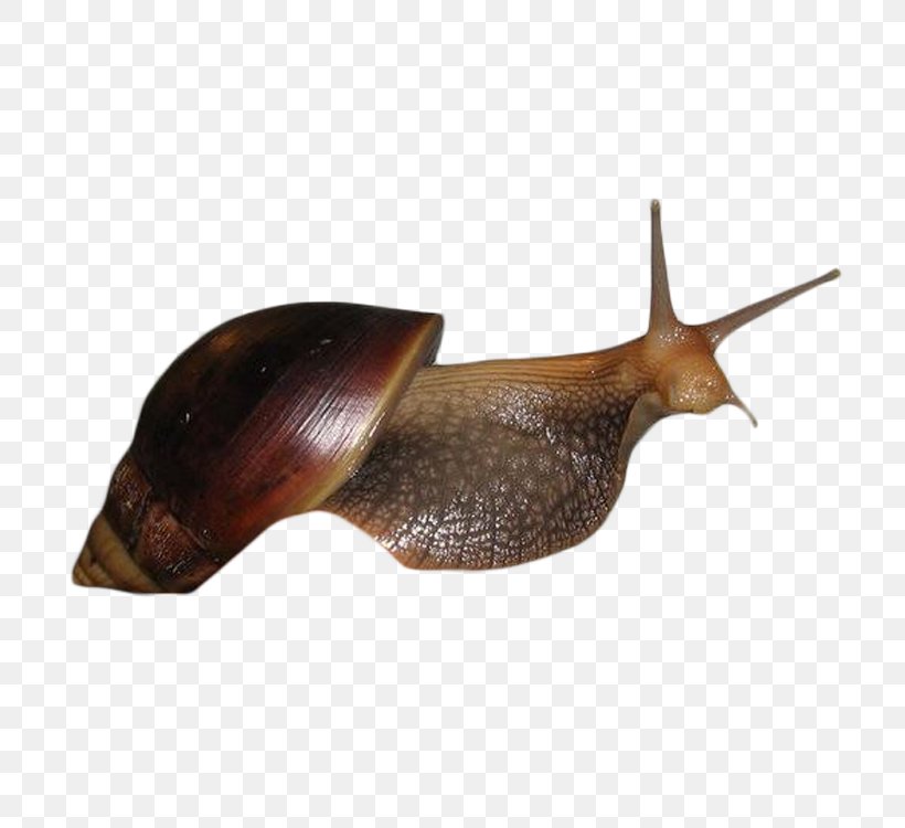 Snail Escargot Seashell Caracol, PNG, 750x750px, Snail, Caracol, Caracola, Escargot, Fauna Download Free