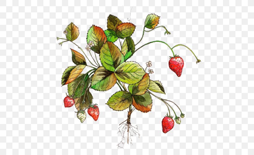 Strawberry Aedmaasikas Fruit Amorodo, PNG, 511x500px, Strawberry, Aedmaasikas, Amorodo, Branch, Computer Network Download Free