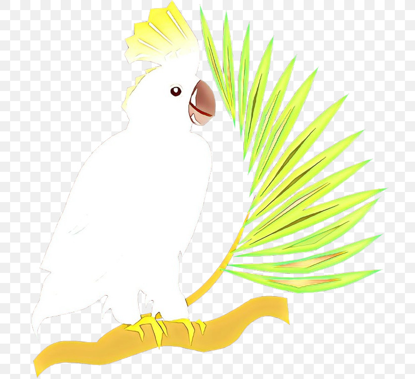 Bird Cartoon Parrot Yellow Beak, PNG, 716x750px, Bird, Beak, Cartoon, Cockatoo, Parrot Download Free