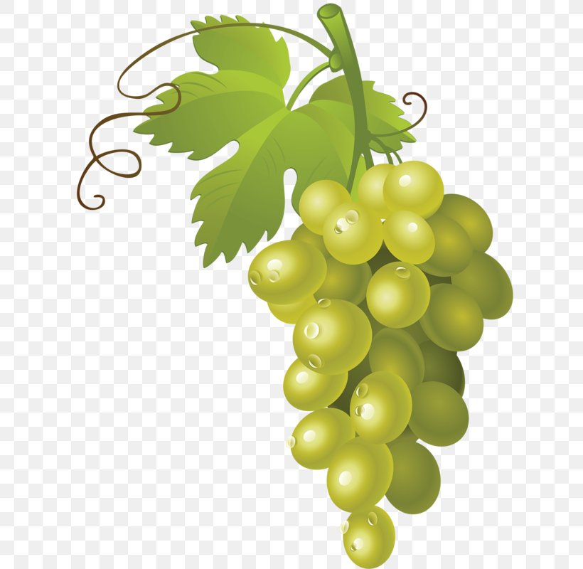 Common Grape Vine Wine Clip Art, PNG, 632x800px, Common Grape Vine, Flowering Plant, Food, Fruit, Grape Download Free