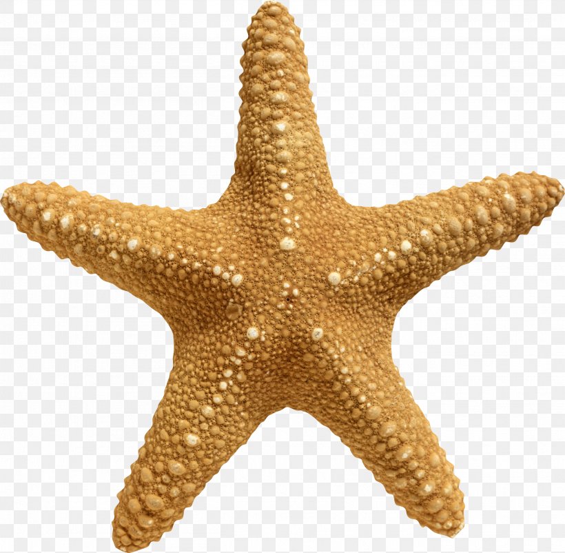 Rotational Symmetry Sea Starfish Stock Photography, PNG, 2617x2560px, Rotational Symmetry, Echinoderm, Information, Invertebrate, Marine Invertebrates Download Free