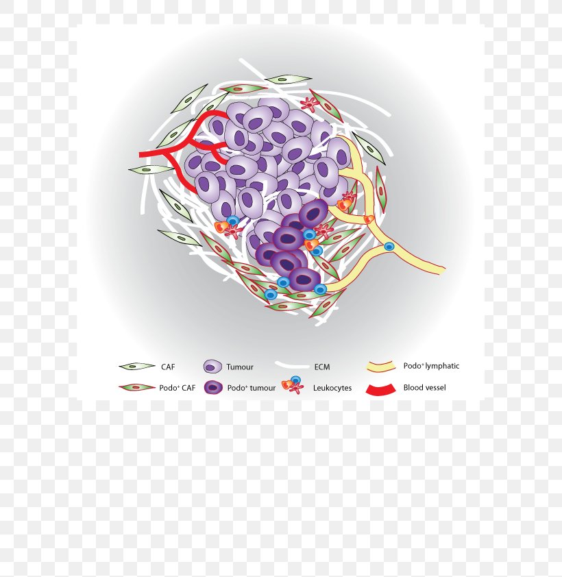 Stromal Cell Cancer Tumor Microenvironment, PNG, 595x842px, Watercolor, Cartoon, Flower, Frame, Heart Download Free