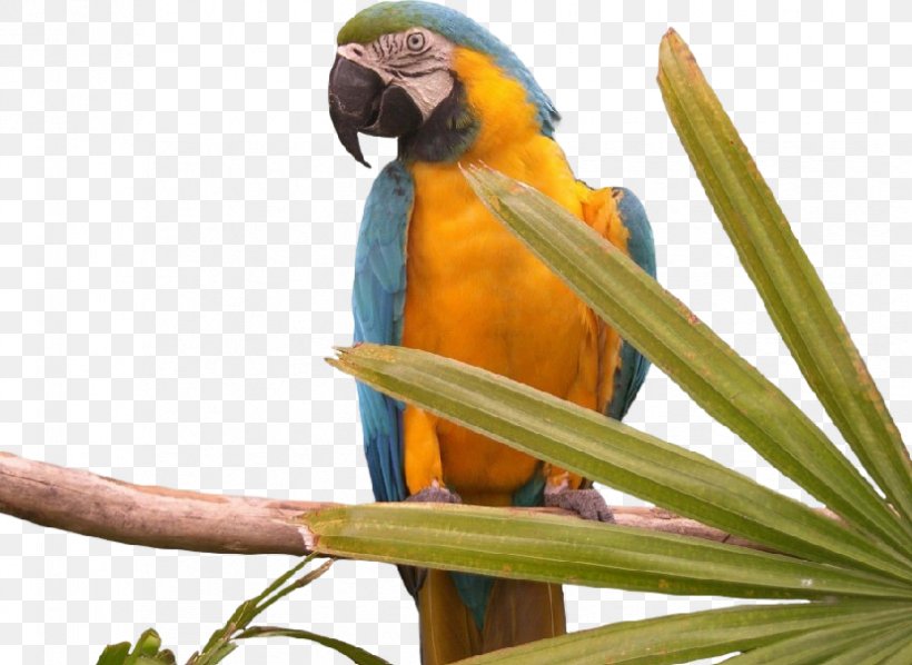Bird Budgerigar Desktop Wallpaper Macaw, PNG, 828x604px, Bird, Animal, Beak, Blueandyellow Macaw, Budgerigar Download Free