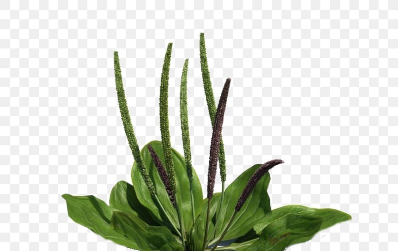 Broadleaf Plantain Ribwort Plantain Apartment Interiors, PNG, 699x518px, Broadleaf Plantain, Apartment Interiors, Aquarium Decor, Common Dandelion, Dandelion Download Free