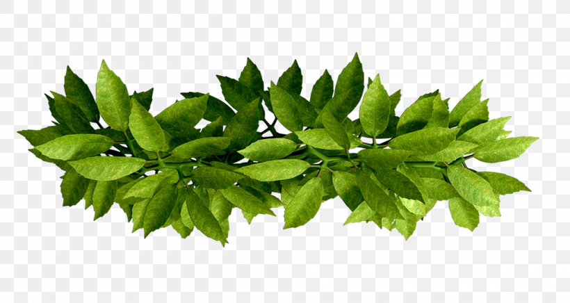 Leaf Branch, PNG, 1000x532px, Leaf, Bougainvillea Spectabilis, Branch, Google Images, Green Download Free