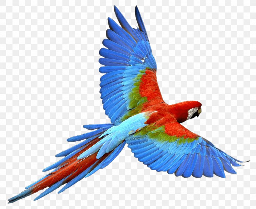 Parrot Bird, PNG, 1286x1050px, Parrot, Beak, Bird, Common Pet Parakeet, Drawing Download Free