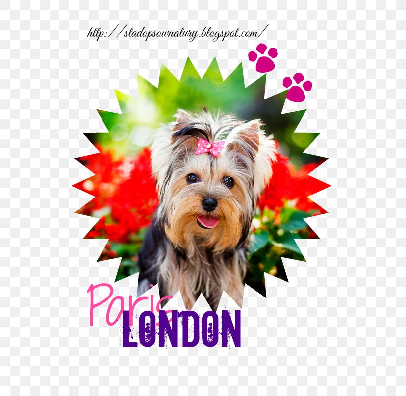 Yorkshire Terrier Puppy Morkie Dog Breed Universidad Jose.c.paz, PNG, 533x800px, Yorkshire Terrier, Breed, Bulldog, Campus, Carnivoran Download Free