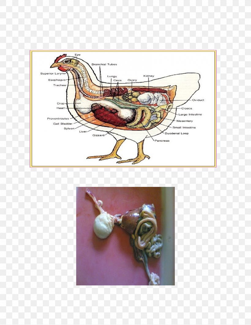 Chicken Bird Anatomy Fowl Physiology, PNG, 1700x2200px, Chicken, Anatomy, Biology, Bird, Digestion Download Free