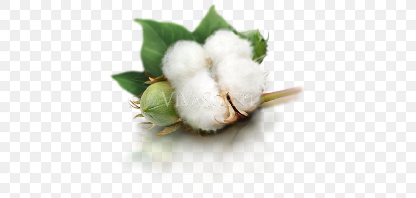 Cotton Yarn Combing Textile, PNG, 393x390px, Cotton, Bomullsvadd, Chestnut Hair, Combing, Cotton Balls Download Free