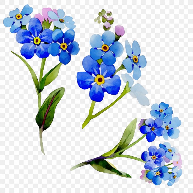 Flower Alpine Forget-me-not Plant Forget-me-not Blue, PNG, 1024x1024px, Watercolor, Alpine Forgetmenot, Blue, Flower, Forgetmenot Download Free