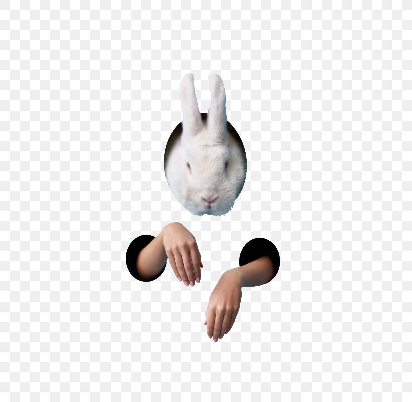 Rabbit Easter Bunny, PNG, 566x800px, Rabbit, Animal, Ear, Easter Bunny, Finger Download Free