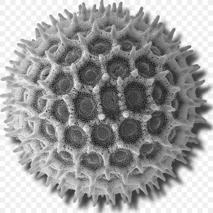 Scanning Electron Microscope Pollen Micrograph, PNG, 1024x1024px, Scanning Electron Microscope, Black And White, Cell, Electron, Electron Microscope Download Free