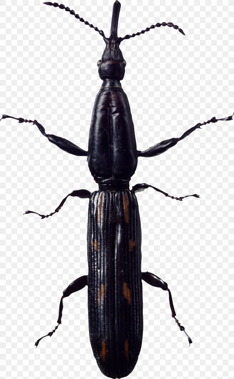 Beetle Clip Art, PNG, 1539x2493px, Insect, Arthropod, Beetle, Fly, Image File Formats Download Free