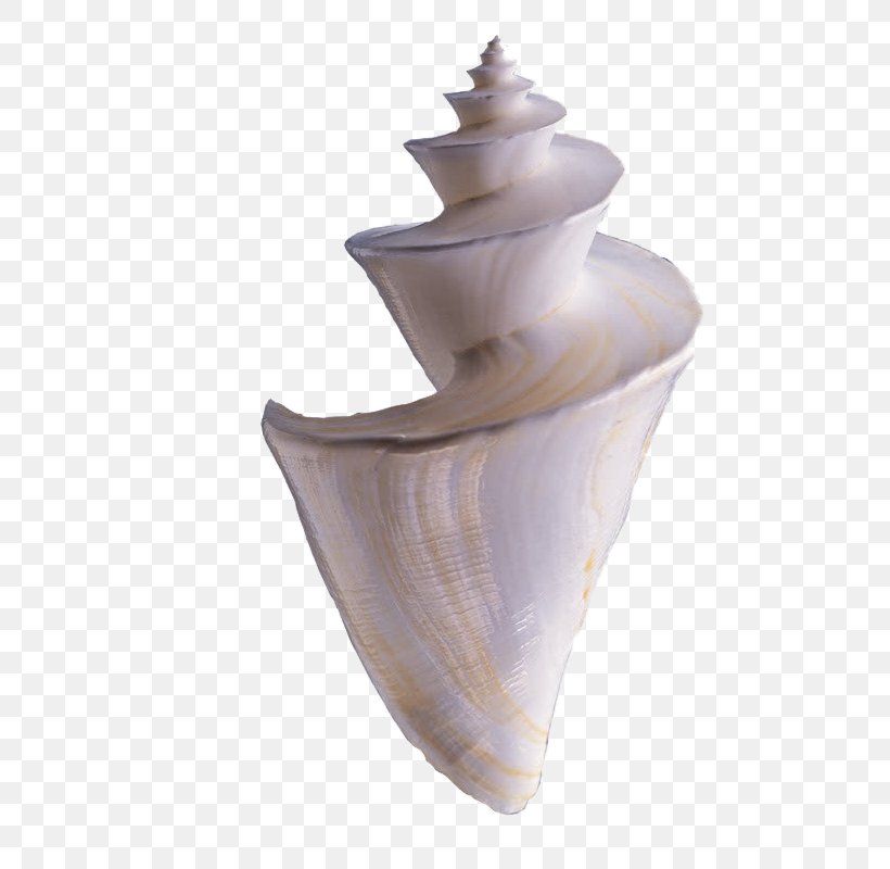 Seashell Seafood Sea Snail, PNG, 800x800px, Seashell, Animal, Artifact, Bolinus Brandaris, Ceramic Download Free