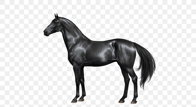 Stallion Mare Mane Thoroughbred Mustang, PNG, 600x450px, Stallion, Akhalteke, Black, Black And White, Bridle Download Free