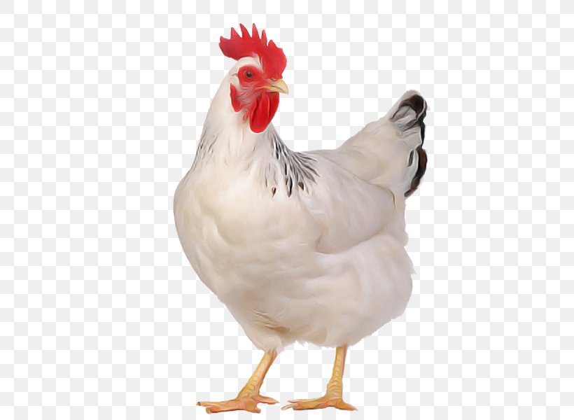 Bird Chicken Rooster White Comb, PNG, 600x600px, Bird, Beak, Chicken, Comb, Fowl Download Free