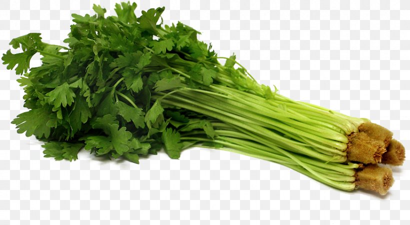 Parsley Celery Vegetable Seed Hydroponics, PNG, 872x479px, Parsley, Capsicum, Celery, Chives, Coriander Download Free