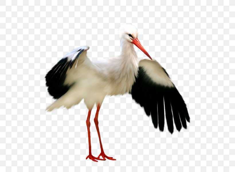 White Stork Bird Black Stork Clip Art, PNG, 600x600px, White Stork, Beak, Bird, Black Stork, Ciconia Download Free
