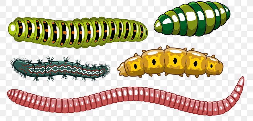 Worm Insect Caterpillar Euclidean Vector, PNG, 800x395px, Worm, Cartoon, Caterpillar, Earthworm, Fotolia Download Free