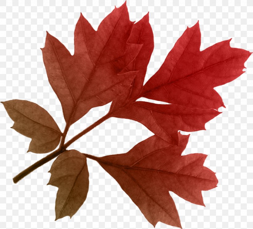 Autumn Leaf Color, PNG, 1024x928px, Autumn Leaf Color, Autumn, Color, Leaf, Maple Leaf Download Free