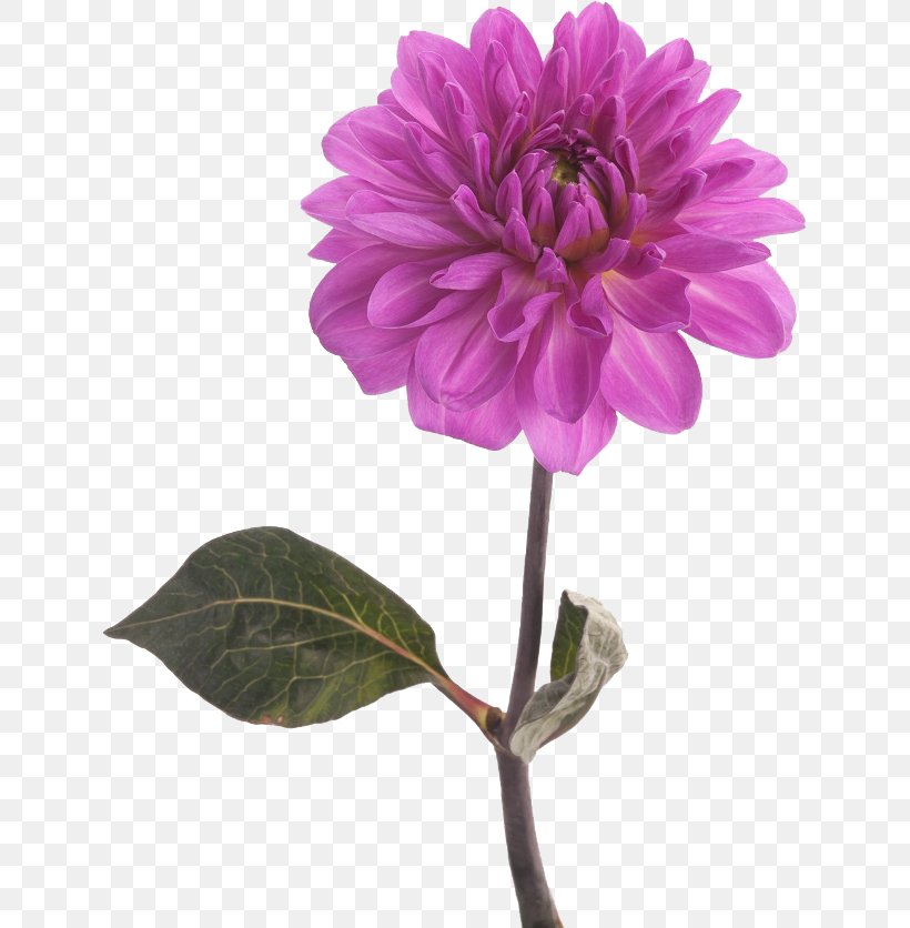 Cut Flowers Dahlia Floral Design Color, PNG, 635x836px, Flower, Annual Plant, Blue, Color, Common Daisy Download Free