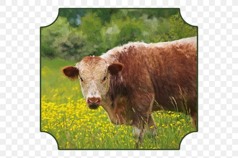 English Longhorn Texas Longhorn Dairy Cattle Calf Art, PNG, 600x546px, English Longhorn, Animal, Art, Artist, Calf Download Free