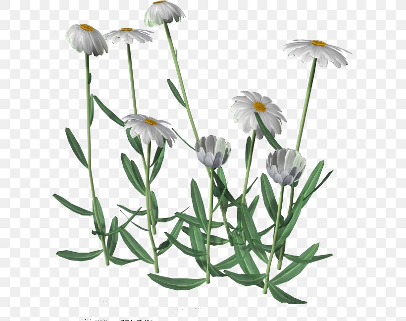 Flower Cartoon Clip Art, PNG, 607x648px, Flower, Art, Cartoon, Chamaemelum Nobile, Chamomile Download Free