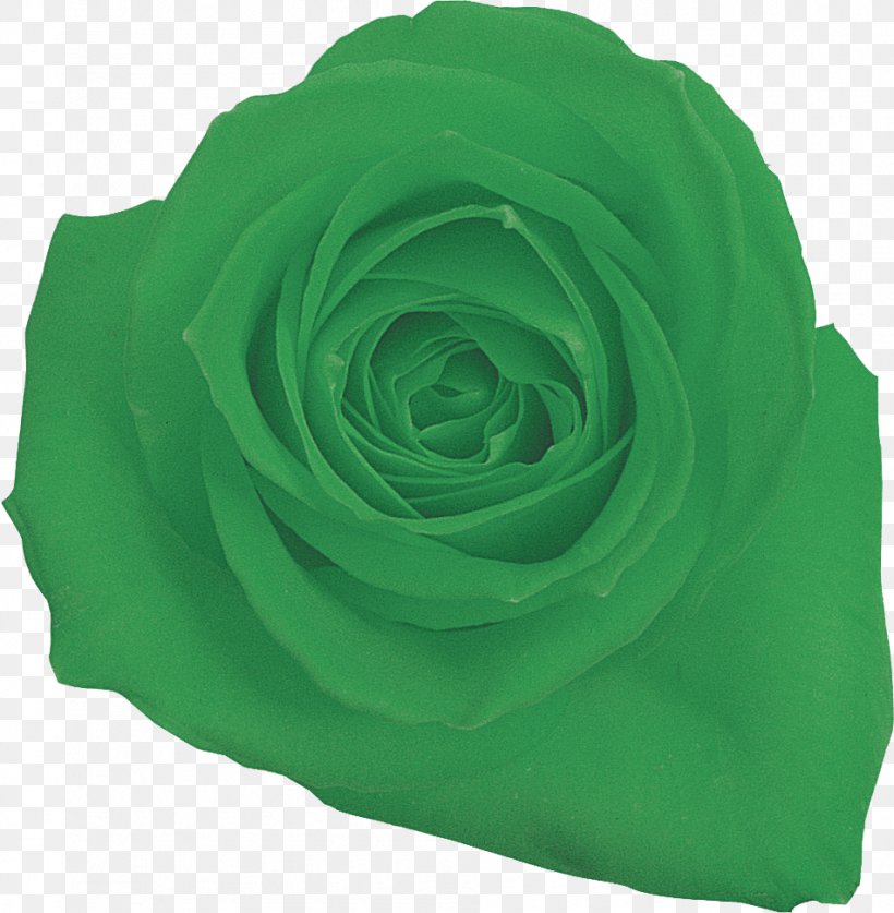 Garden Roses Cut Flowers Petal, PNG, 951x971px, Garden Roses, Cut Flowers, Flower, Garden, Green Download Free