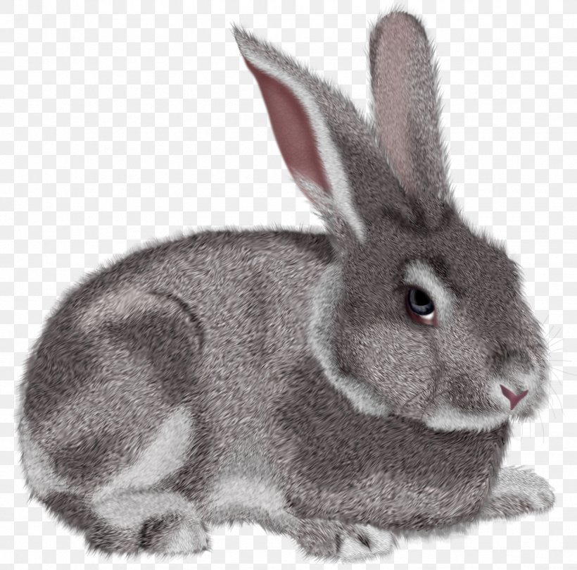 Rabbit Hare Clip Art, PNG, 1849x1825px, Easter Bunny, Cottontail Rabbit, Domestic Rabbit, Fauna, Fur Download Free