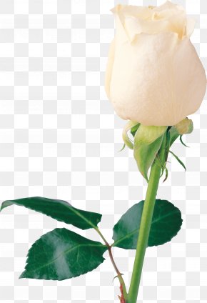 Flower Rose White, PNG, 3221x1338px, Flower, Annual Plant, Artificial ...