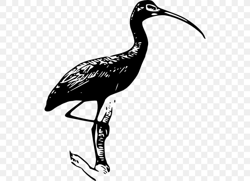 Scarlet Ibis Vector Graphics Clip Art Openclipart, PNG, 528x596px, Ibis, American White Ibis, Beak, Bird, Crane Download Free
