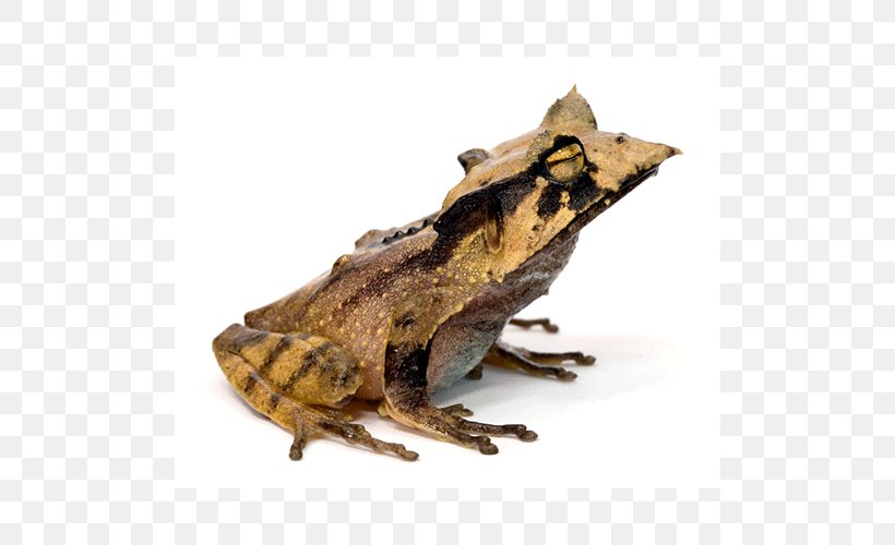 Toad Wood /m/083vt, PNG, 500x500px, Toad, Amphibian, Frog, Reptile, Wood Download Free