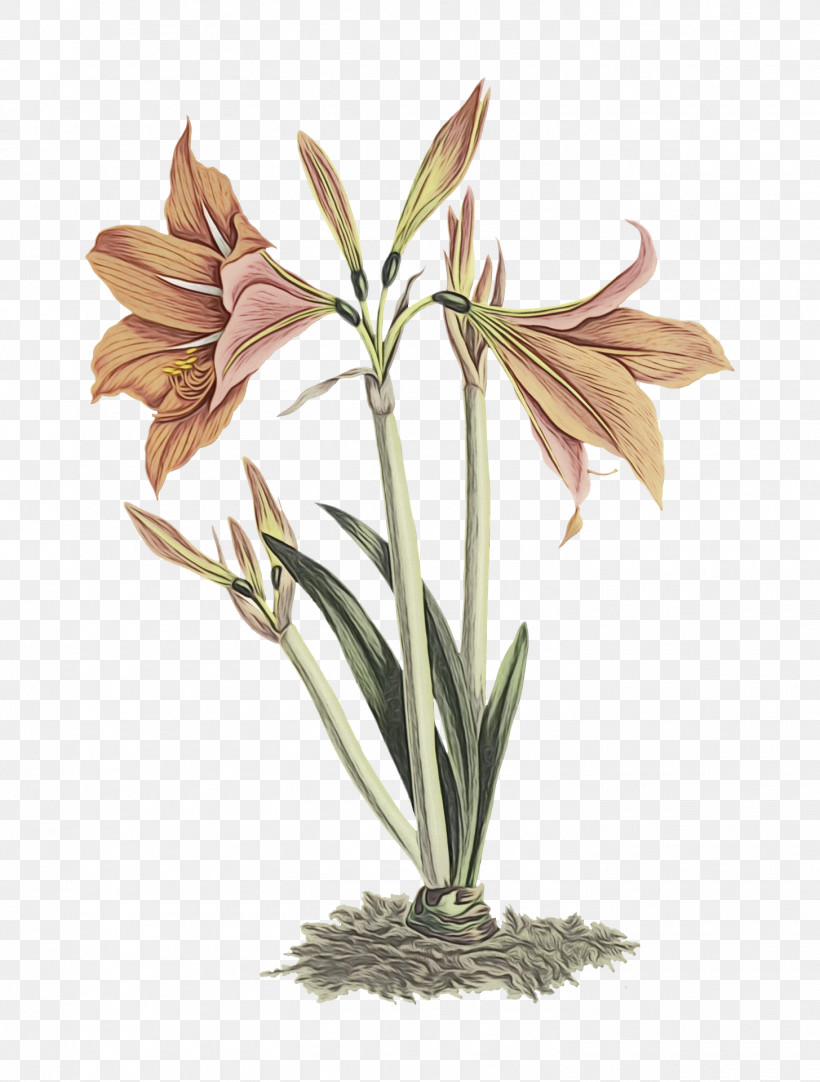 Amaryllis Plant Stem Cut Flowers Jersey Lily Flowerpot, PNG, 1455x1920px, Watercolor, Amaryllis, Biology, Cut Flowers, Flower Download Free