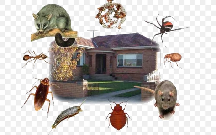 Insecticide Pest As İlaçlama Böcek Ilaçlama, PNG, 657x512px, Insect, Arthropod, Bee, Fauna, Flea Download Free