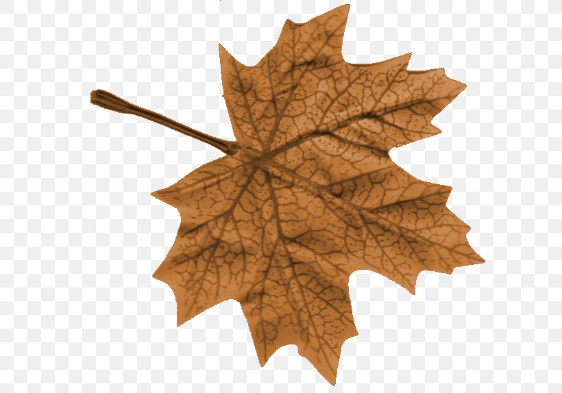 Maple Leaf Wood /m/083vt, PNG, 600x574px, Maple Leaf, Leaf, Maple, Plant, Tree Download Free