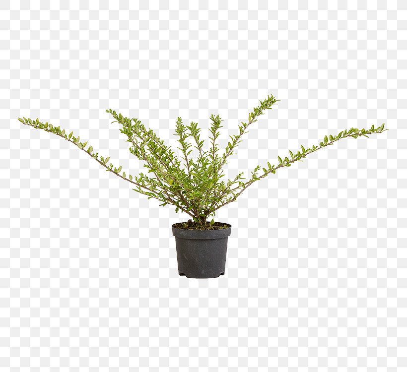 Vascular Plant Puzzlegrass Fern Flowerpot, PNG, 750x750px, Vascular Plant, Fern, Ferns And Horsetails, Flowerpot, Grass Download Free