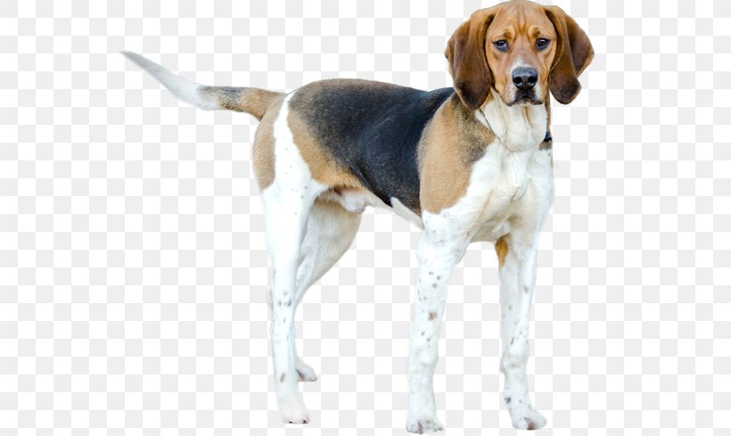 Beagle-Harrier Treeing Walker Coonhound Grand Anglo-Français Tricolore American English Coonhound English Foxhound, PNG, 567x489px, Beagleharrier, American English Coonhound, American Foxhound, Beagle, Beagle Harrier Download Free