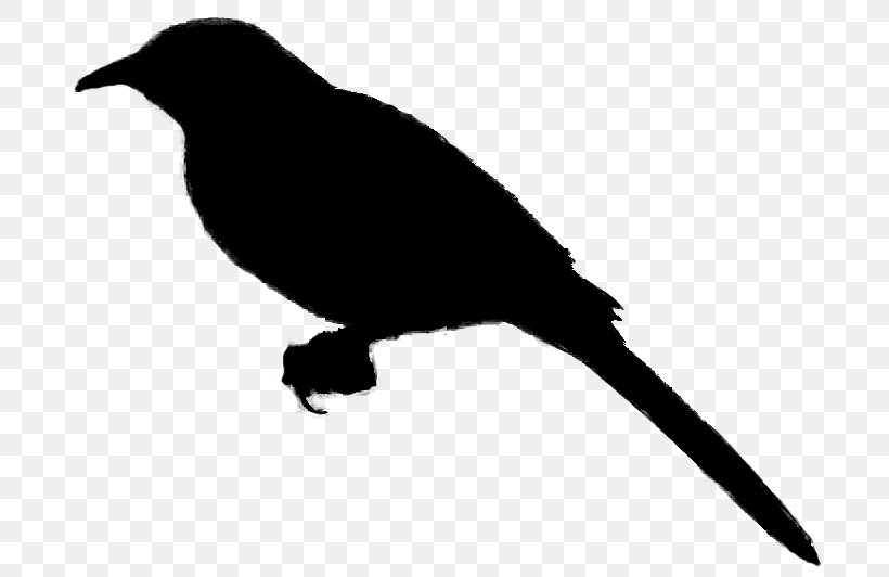 Beak Fauna Silhouette, PNG, 697x532px, Beak, Bird, Blackandwhite, Blackbird, Crow Download Free