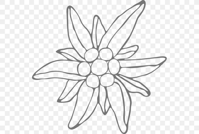 Floral Design Drawing Leontopodium Nivale Line Art, PNG, 555x555px, Floral Design, Alps, Artwork, Black And White, Cut Flowers Download Free