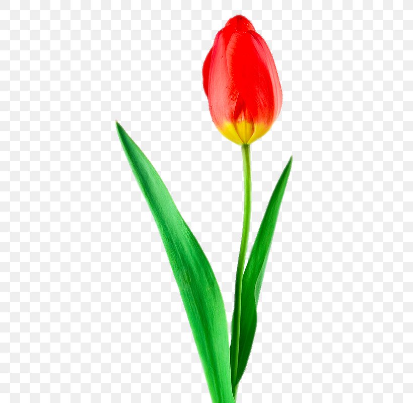 Tulip Gratis Wallpaper, PNG, 624x800px, Tulip, Computer, Flower, Flowering Plant, Gratis Download Free