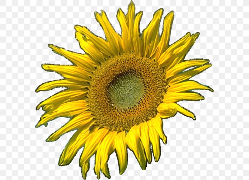 Common Sunflower Sunflower Seed Clip Art, PNG, 591x592px, Common Sunflower, Cut Flowers, Daisy Family, Drawing, Flower Download Free