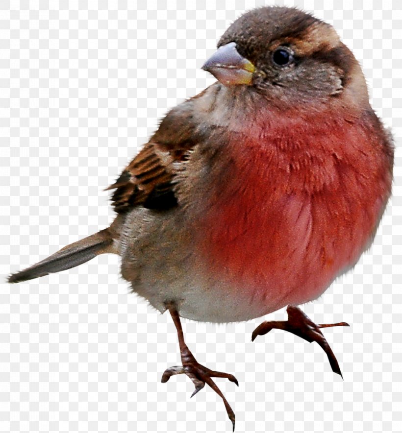 House Sparrow Bird, PNG, 943x1017px, Sparrow, American Sparrows, Beak, Bird, Digital Image Download Free