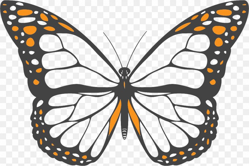 Monarch Butterfly Coloring Book Butterfly Net, PNG, 1158x775px, Butterfly, Adult, Arthropod, Biological Life Cycle, Book Download Free